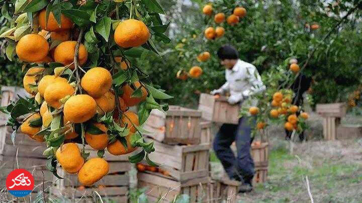 پیش‌بینی تولید ۴۱ هزار تن مرکبات در باغات شهرستان