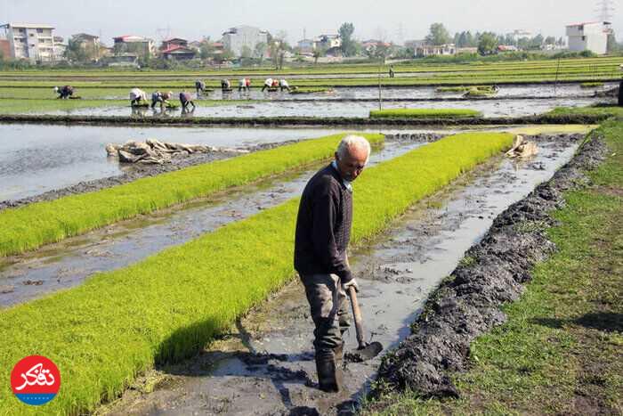 شالیزارهای دشت هراز در معرض تنش آبی 