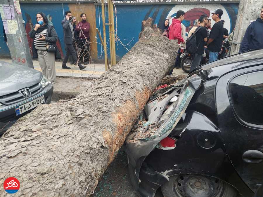 سقوط درخت بر روی یک خودرو در خیابان فرهنگ ساری