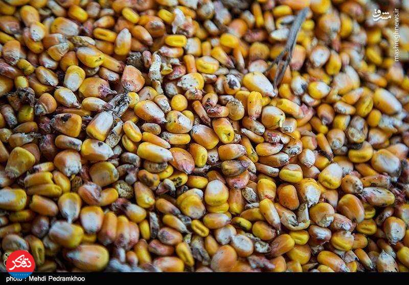 کشف ۴۰ تن نهاده‌های دامی فاسد در یک مرغداری 