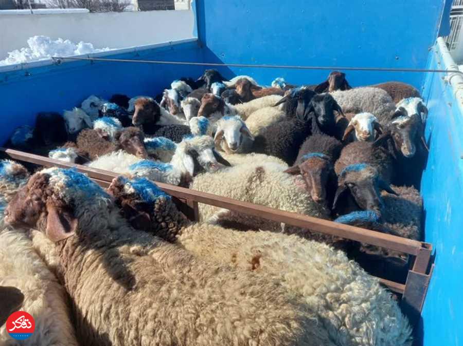 شناسایی و دستگيري سارقان احشام