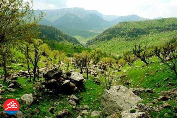 اجرای طرح مدیریت پایدار جنگل‌ها از سال ۱۴۰۵ 