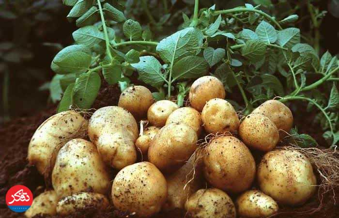 پیش‌بینی برداشت ۲۰۰ تُن سیب‌زمینی 