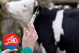 اجرای موفق طرح واکسیناسیون تب مالت در استان