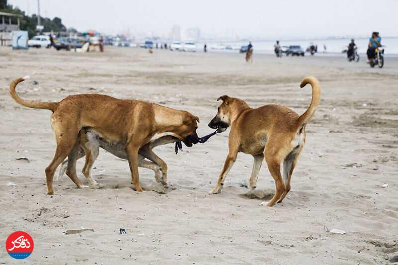 ضرورت ساماندهی سگ‌های بلاصاحب