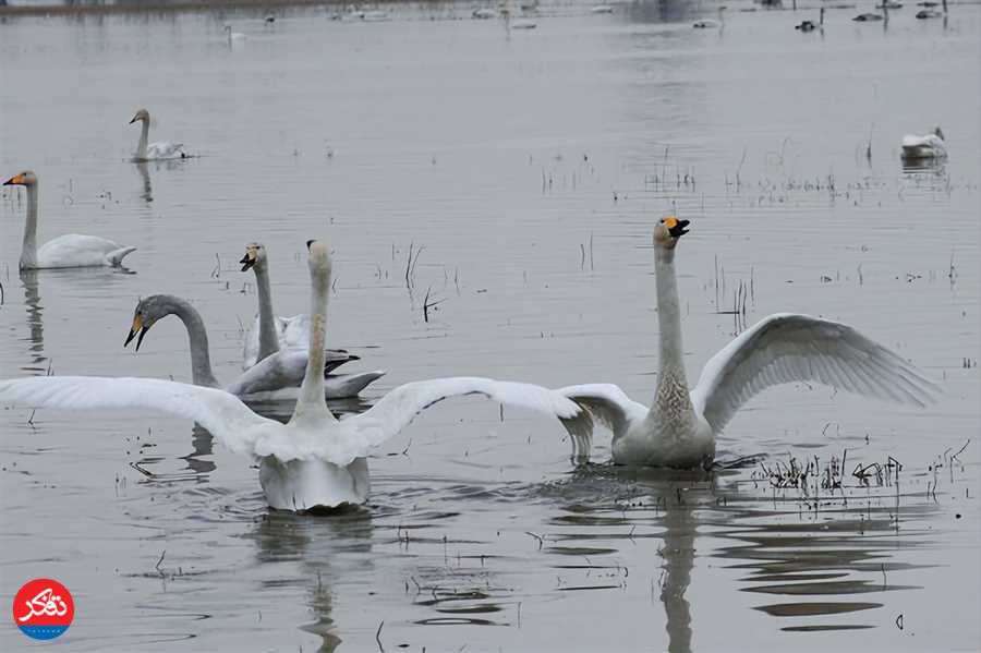فرود نخستین گروه از قوهای آوازخوان در تالاب سرخ‌رود