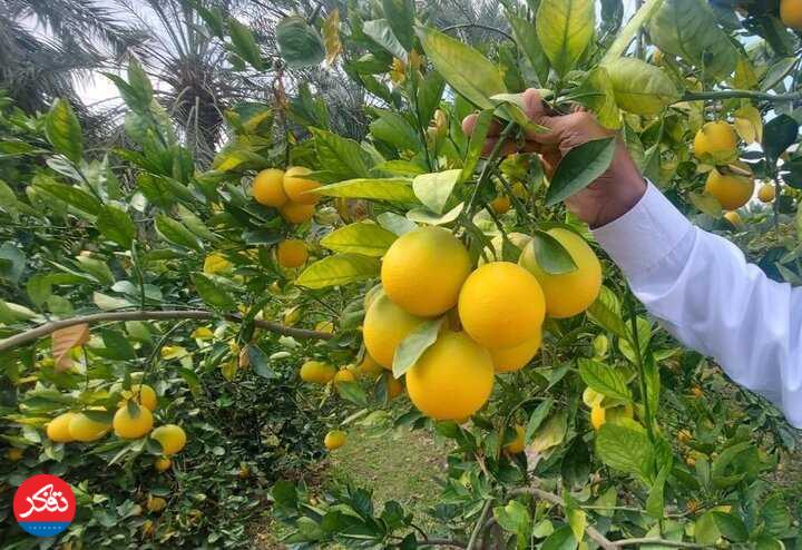 صادرات ۱۱۳ هزار تن کیوی و مرکبات به کشورهای منطقه