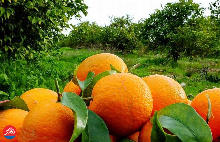 سبززدایی و رنگ‌آمیزی مرکبات تخلّف است