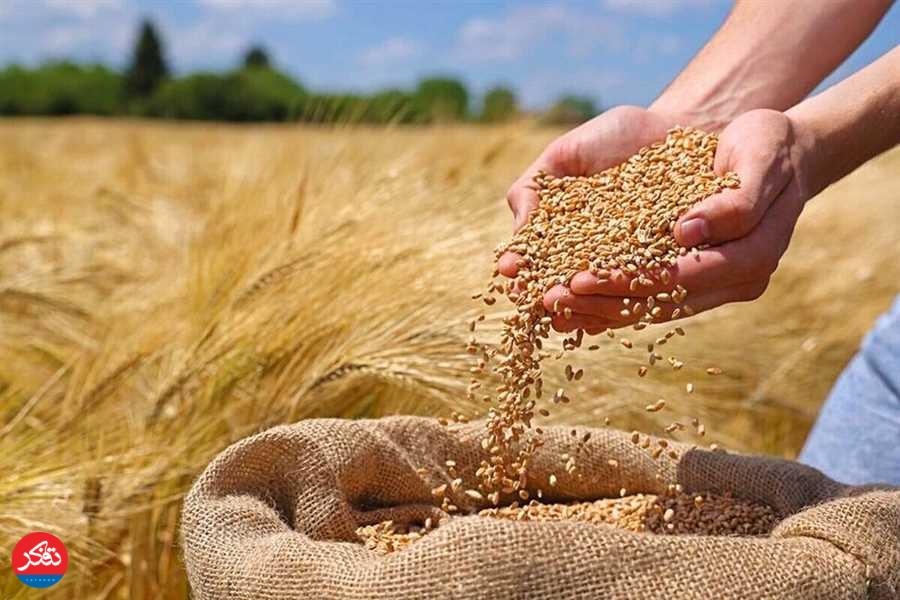 مطالبات گندم‌کاران استان به‌طور کامل پرداخت شد
