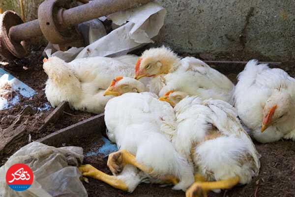 خطرِ شیوع آنفلوانزای پرندگان 