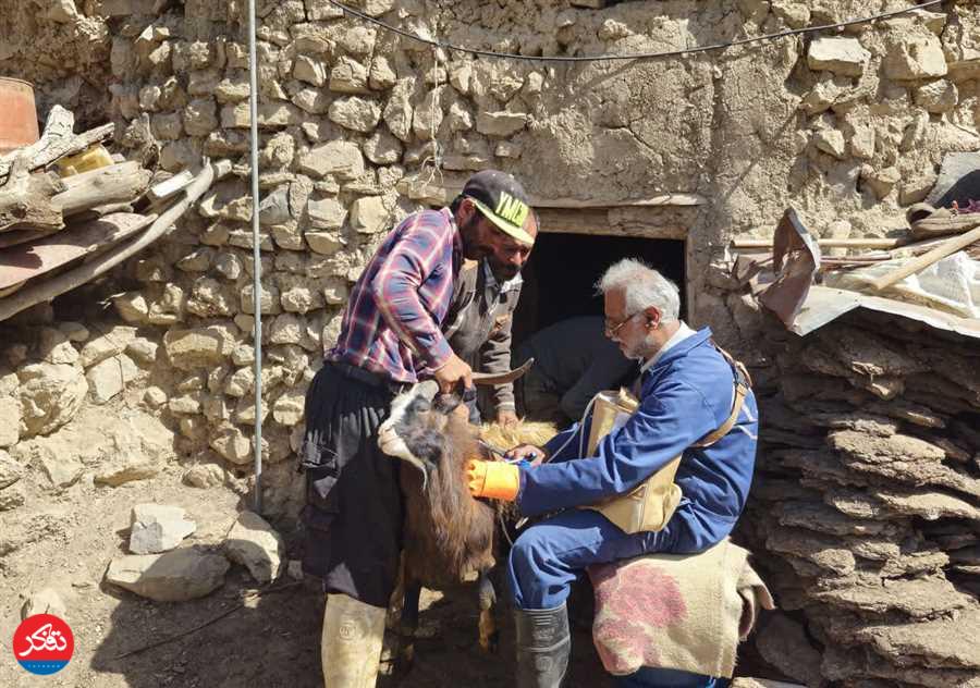 کاهش ۲۸ درصدی بیماری‌های دامی 