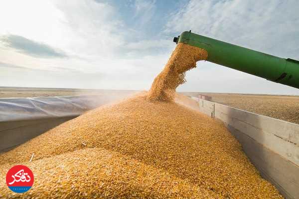 تأمین ۳۹۰ هزار تُن گندم مورد نیاز مازندران از استانهای دیگر