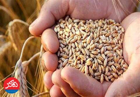 خریداری  ۹ هزار و ۵۰۰ تُن گندم از کشاورزان ساروی 