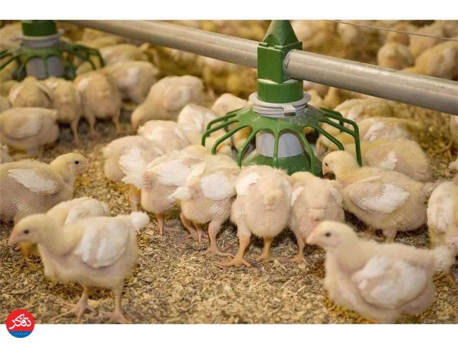 رشد جوجه‌ریزی با تولید ۲۱۲ میلیون قطعه 