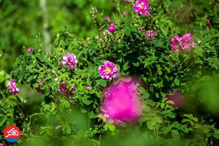 آغاز برداشت گل محمدی و گلاب‌گیری در ساری