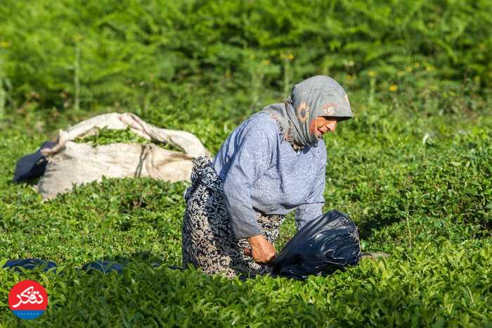 کاهش 20 درصدیِ تولید چای در منطقه