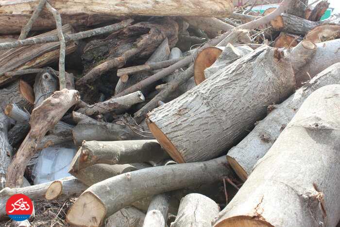 کشف ۳۹ تُن چوب جنگلی قاچاق و دستگیری 13 نفر
